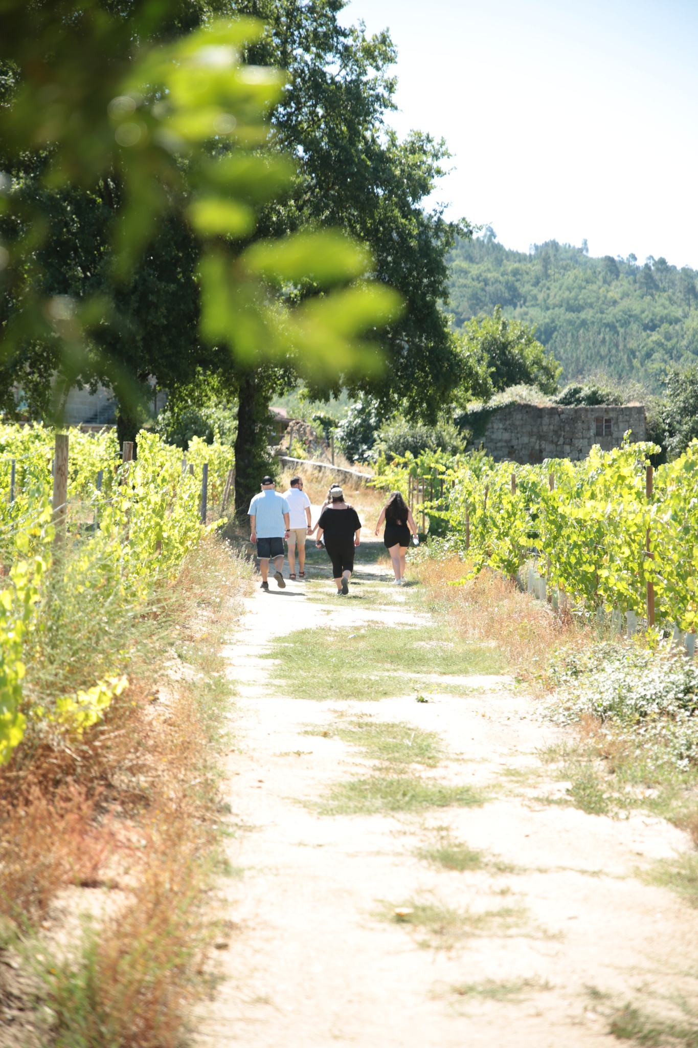 enoturismo en el ribeiro