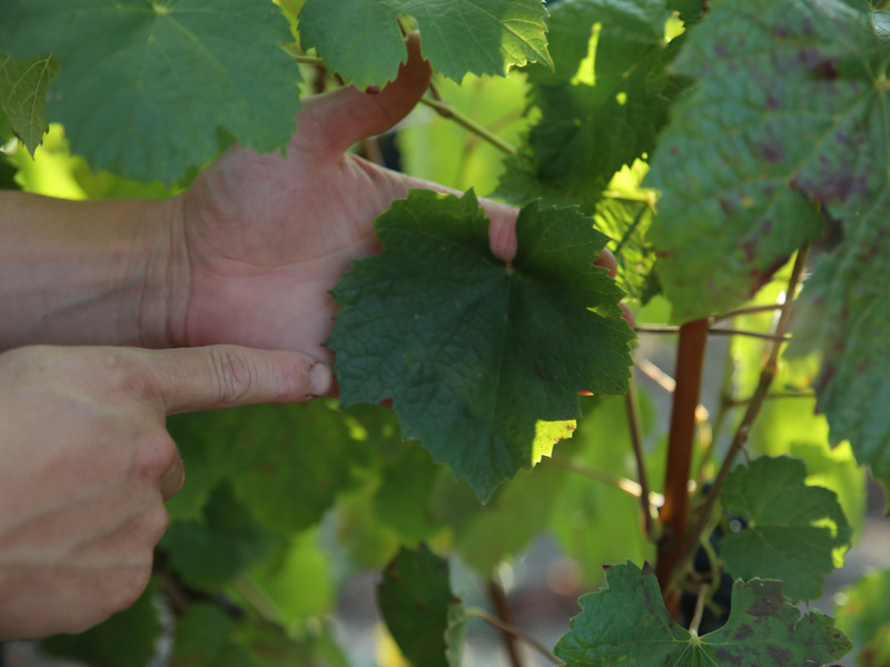 formando al consumidor en variedades de uva